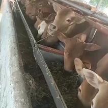 贵州哪里有卖鲁西黄牛的地方！鲁西黄牛养殖场地鲁西黄牛价格