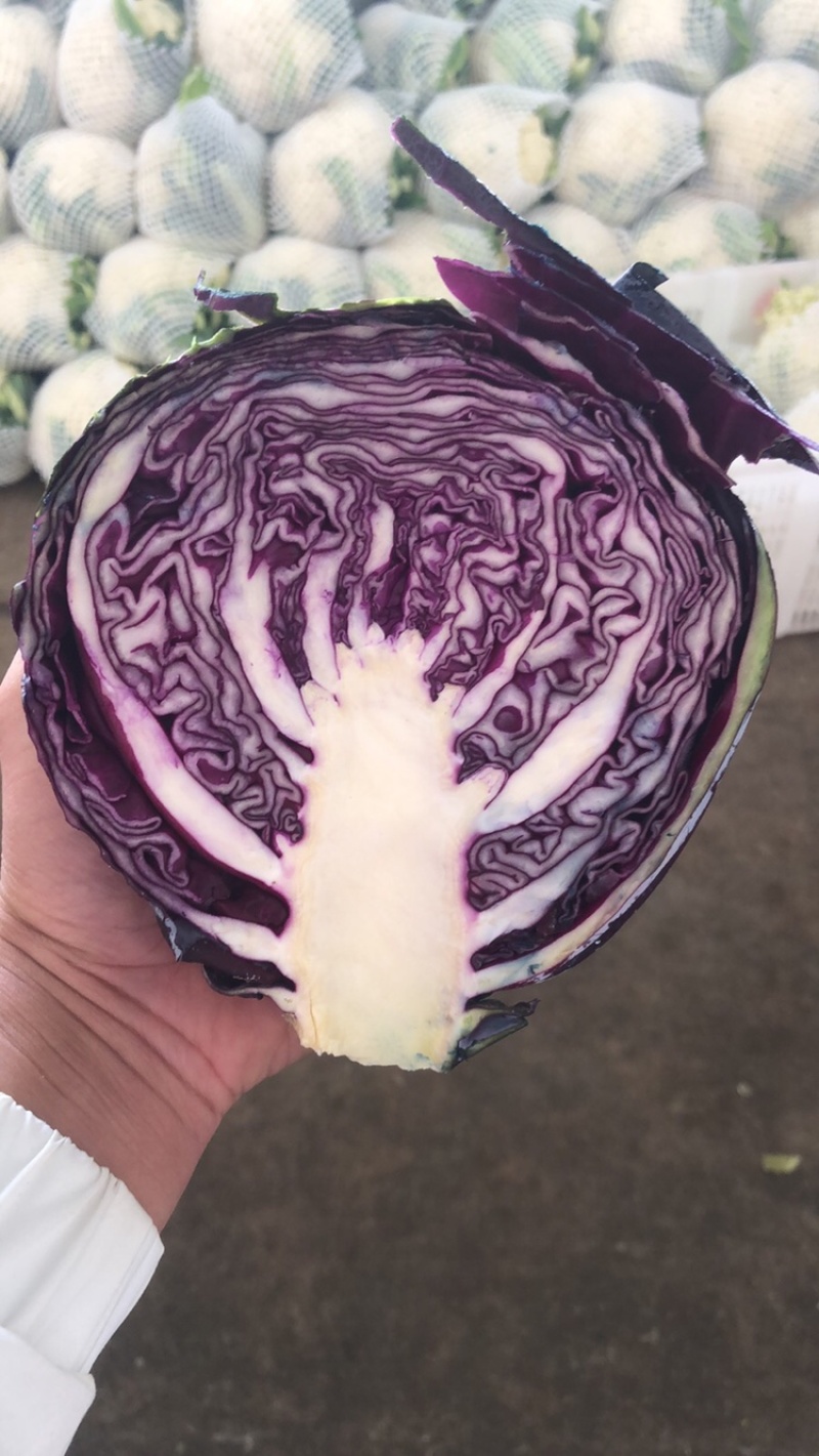 紫甘蓝有货，需要的联系