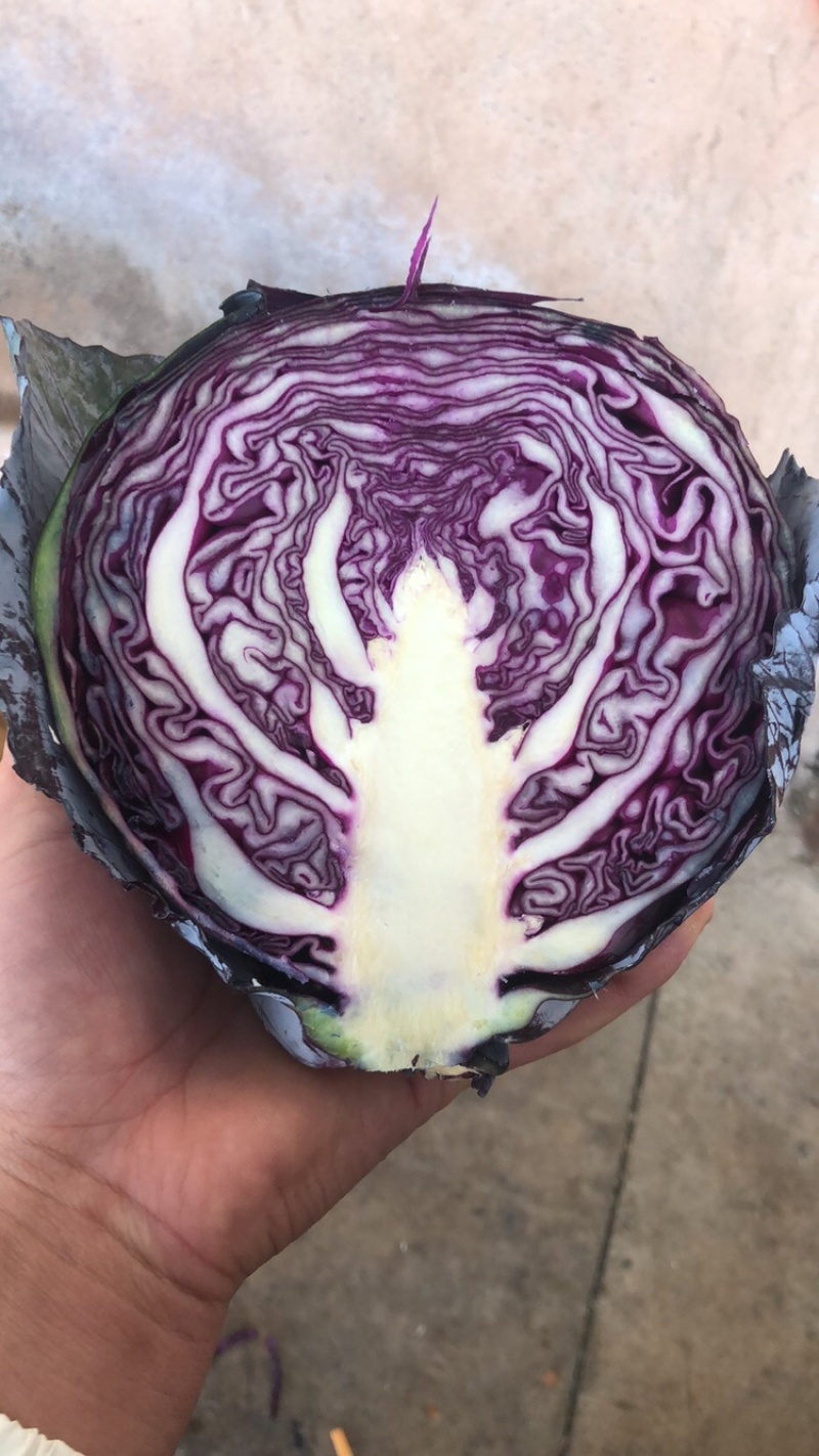 紫甘蓝有货，需要的联系
