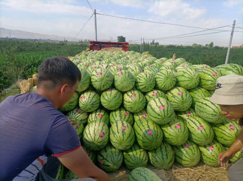 宁夏硒砂瓜宁夏石头缝瓜大量上市包熟包甜可视频验货
