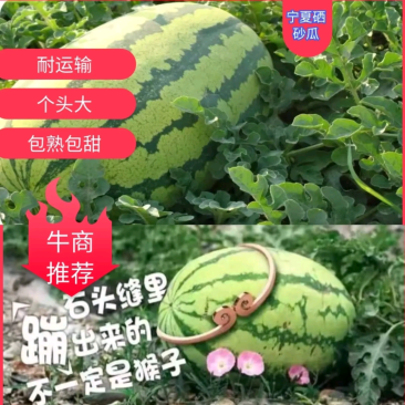 宁夏硒砂瓜宁夏石头缝瓜大量上市包熟包甜可视频验货