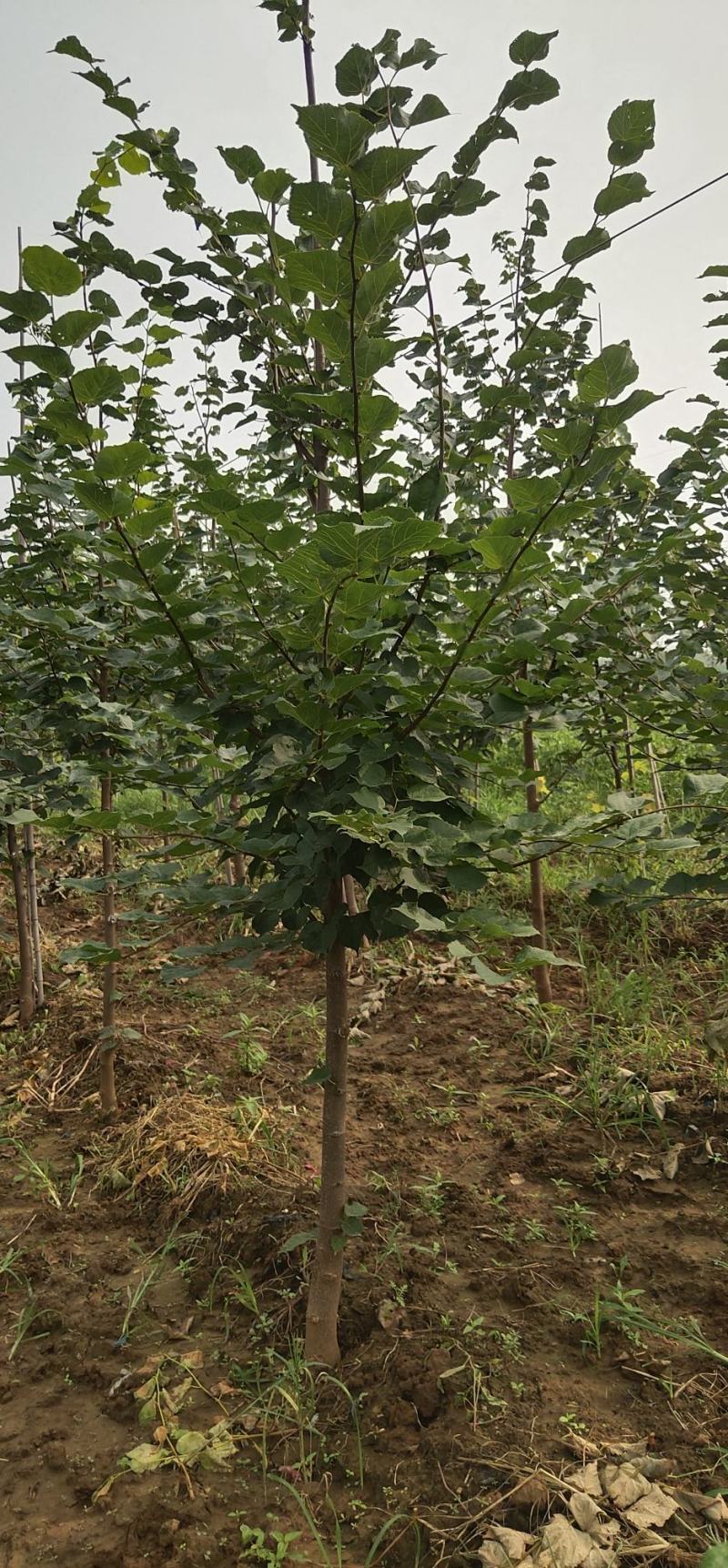 椴树，世界五大行道树之首，是最具潜力的树种，长寿树种。