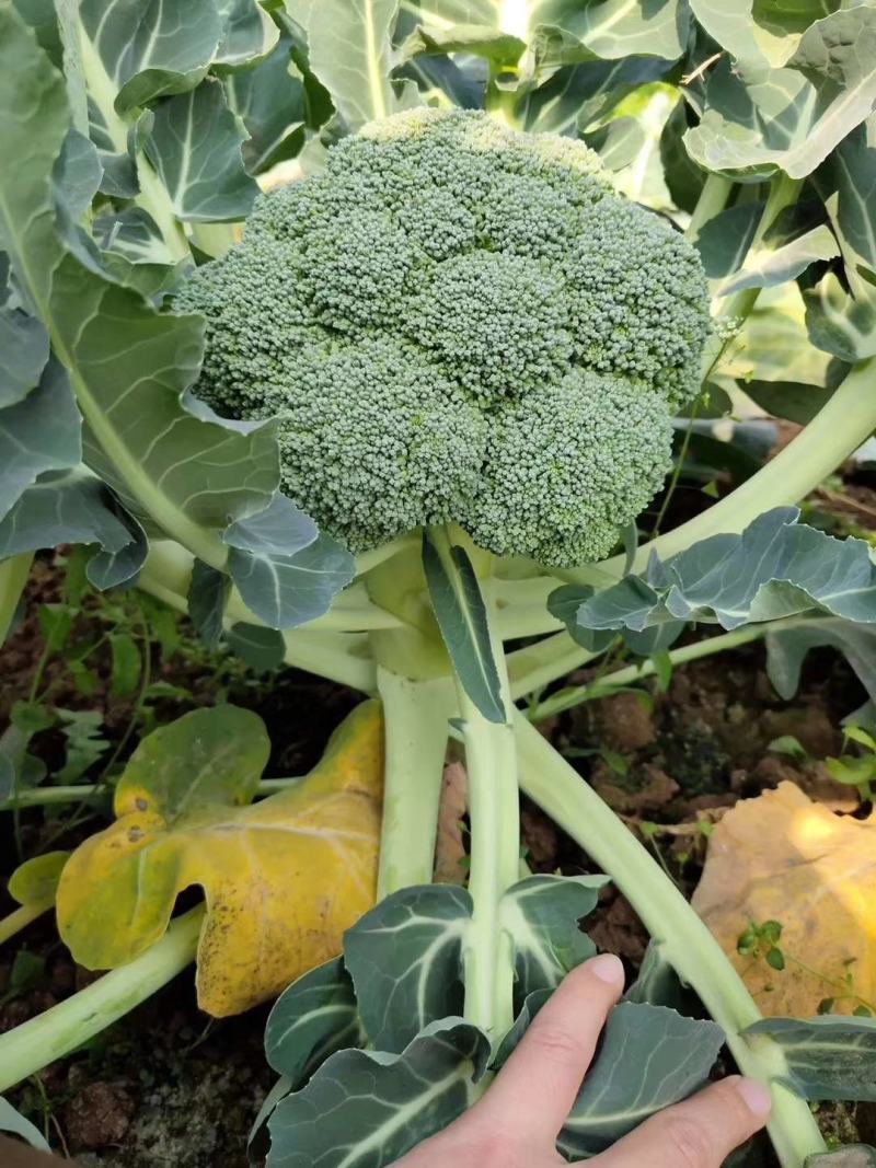 尚品西兰花，花球高原，颜色绿，后期不变色花蕾细腻，抗性强