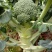 尚品西兰花，花球高原，颜色绿，后期不变色花蕾细腻，抗性强