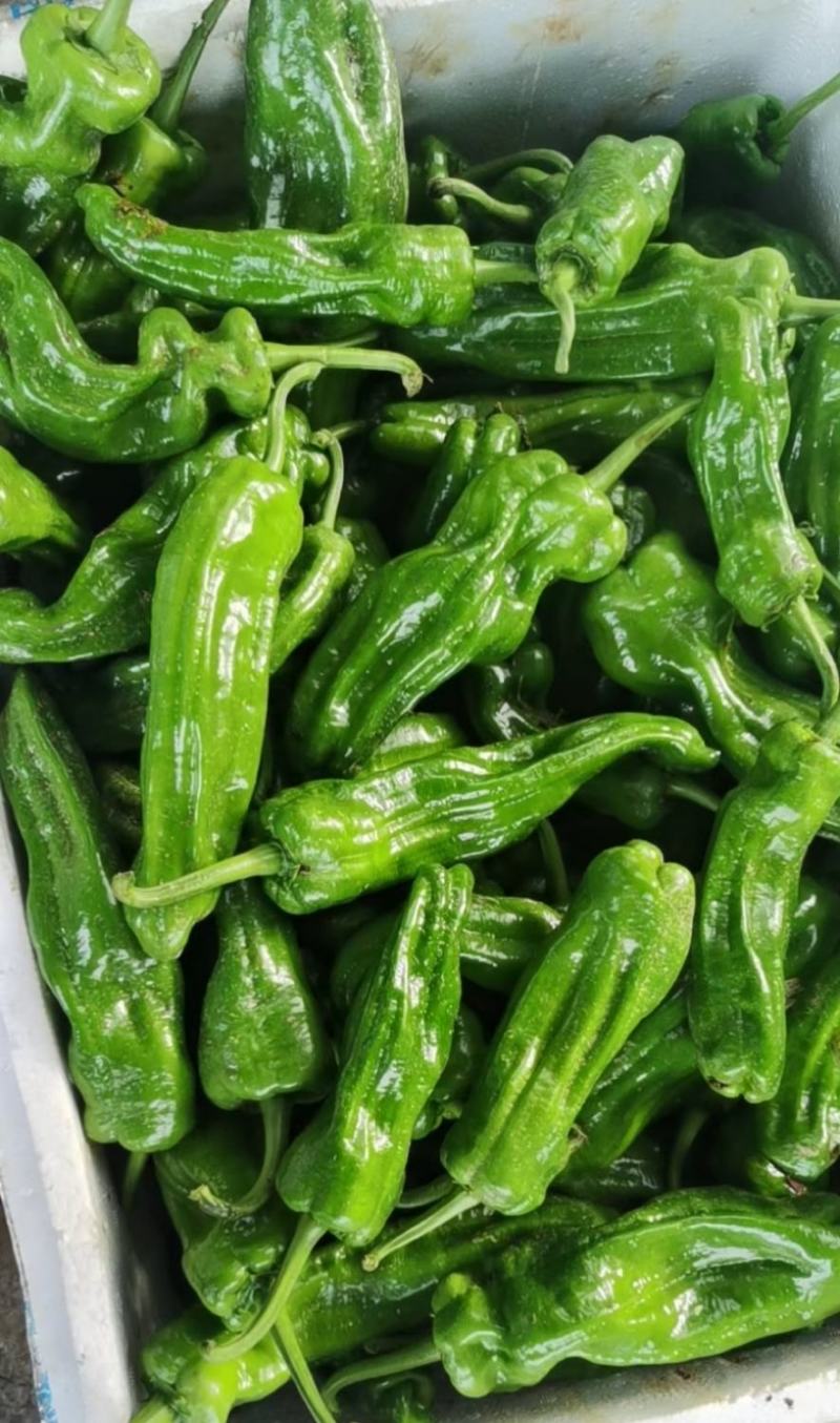 利川高山蔬菜芜湖椒支持线上交易可视频看货