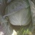 甘蓝，莲花白，寒将军自家种植大量上市，个头2到3斤以上。