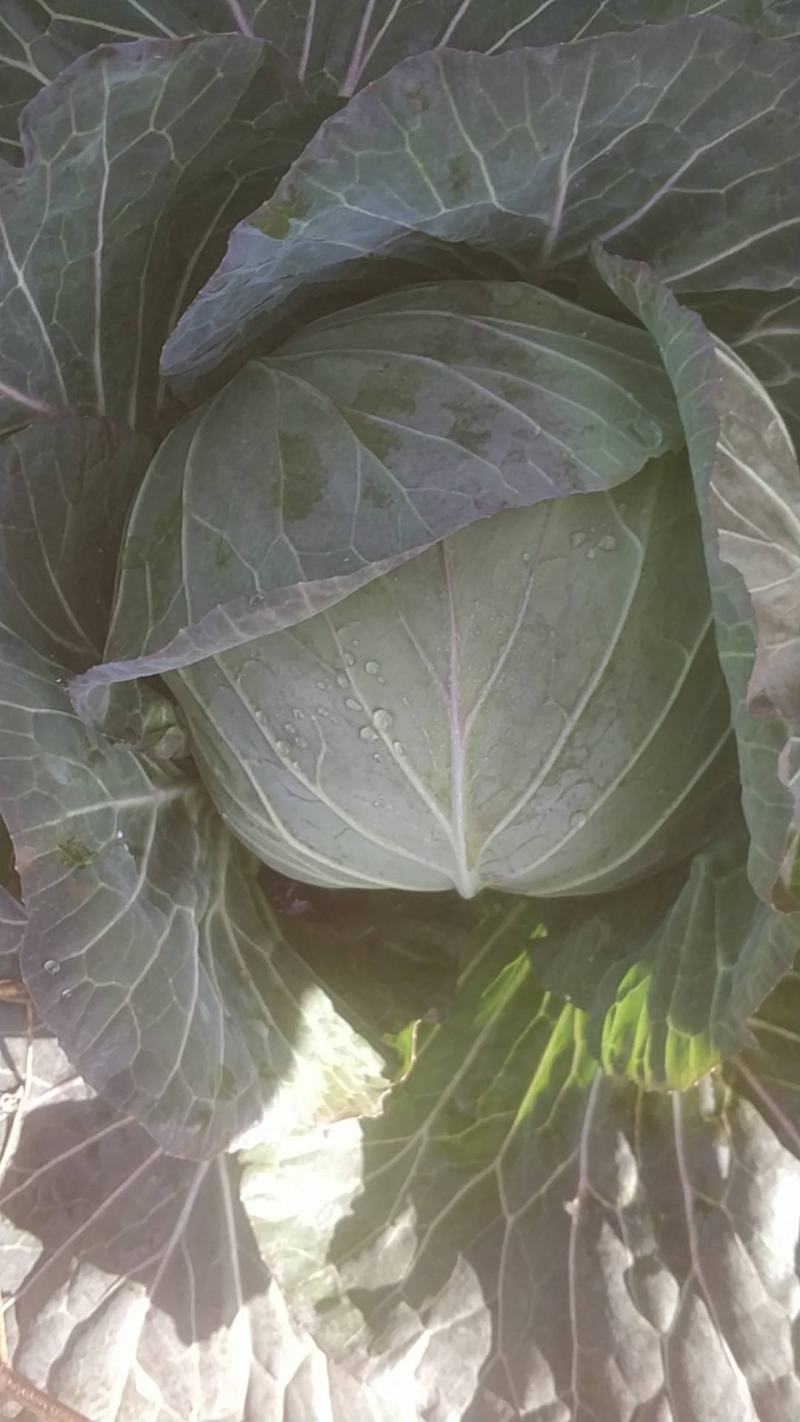 甘蓝，莲花白，寒将军自家种植大量上市，个头2到3斤以上。
