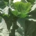甘蓝，莲花白，寒将军自家种植大量上市，个头2到3斤以上。