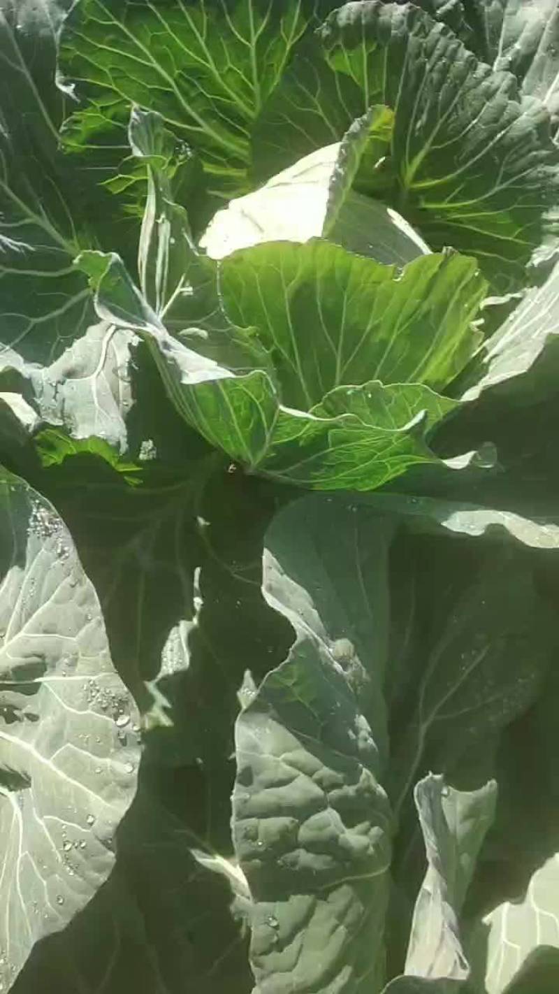 甘蓝，莲花白，寒将军自家种植大量上市，个头2到3斤以上。