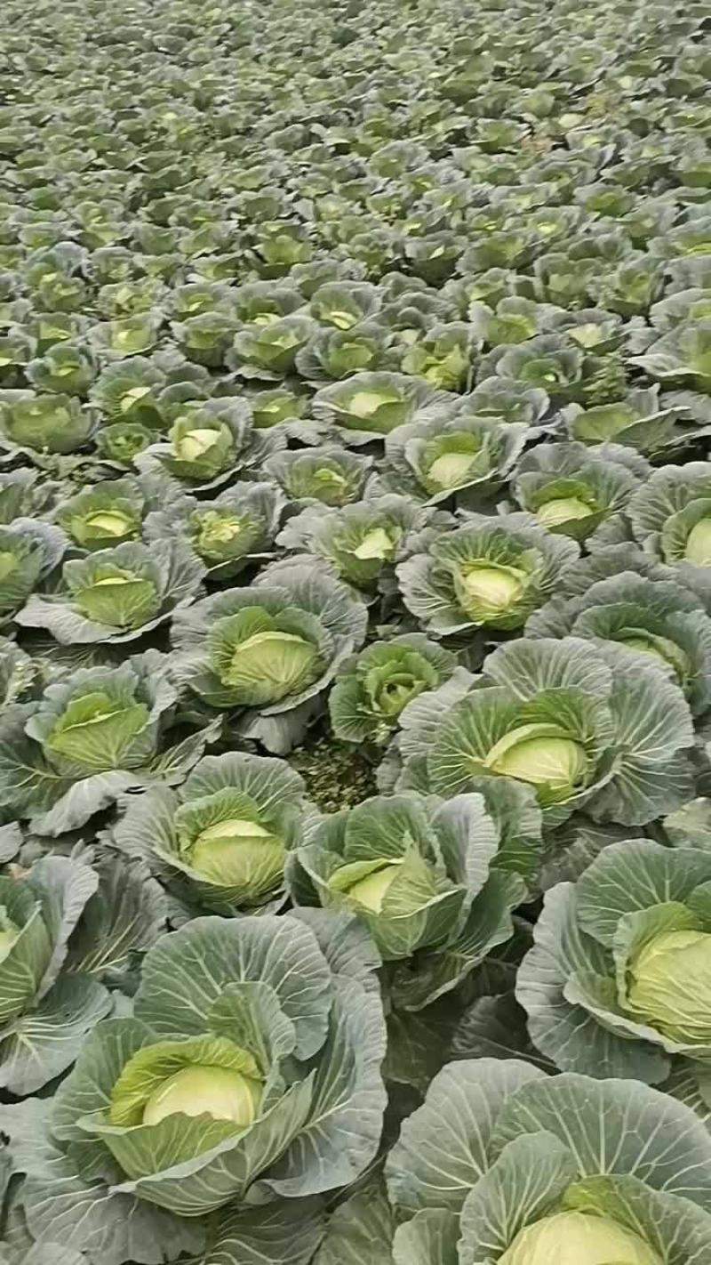 甘蓝，莲花白，寒将军自家种植大量上市，个头2到3斤以上。
