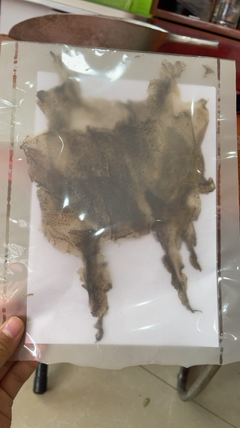 中药材金蟾衣蟾衣干一袋10张包邮
