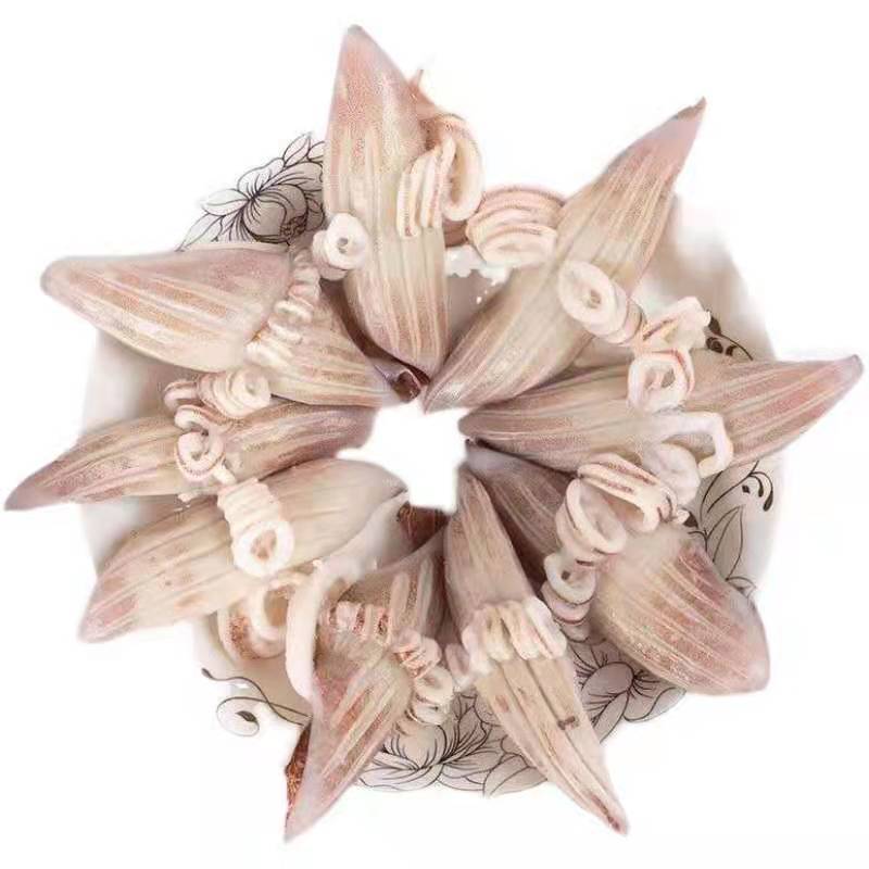 软体类牛角花鱿鱼耳鱿鱼花