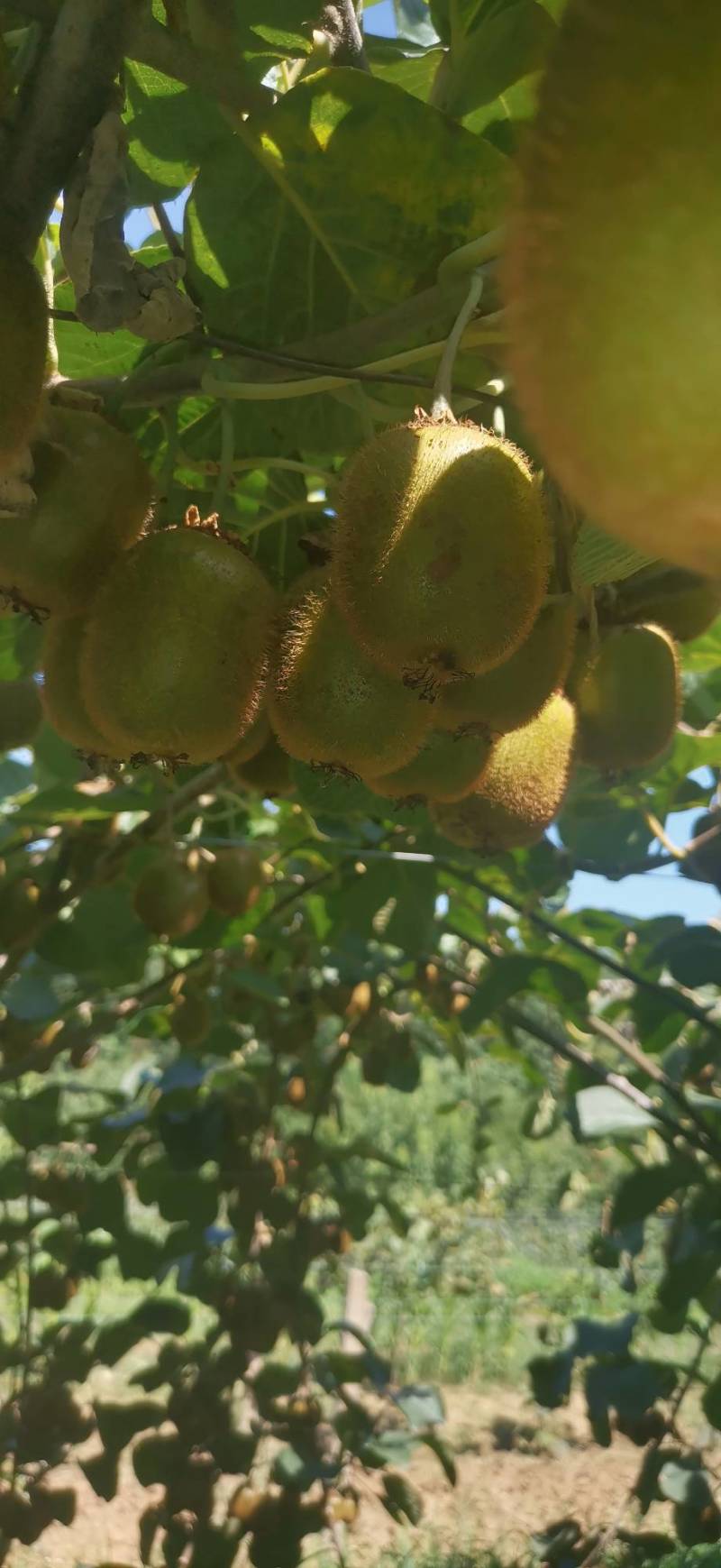 太白山优生区优质产品