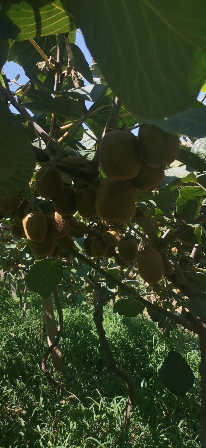 太白山优生区优质产品