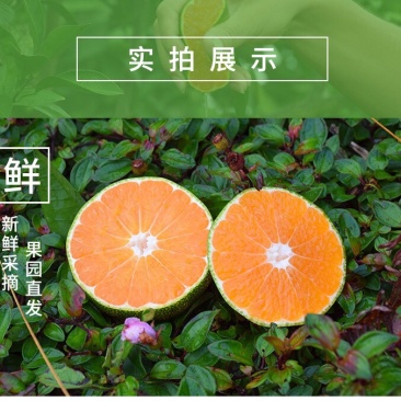 正宗江西赣州寻乌蜜桔