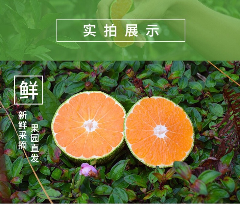 正宗江西赣州寻乌蜜桔