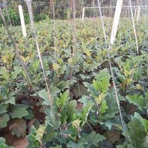 山东省冠县振虎市场是陆地茄子生产基地大量上市