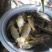 稻花鲤鱼，以稻田中浮游生物和稻花为食，有“鱼中人参”之称