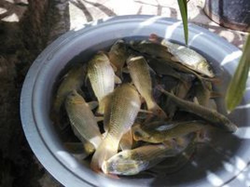 稻花鲤鱼，以稻田中浮游生物和稻花为食，有“鱼中人参”之称