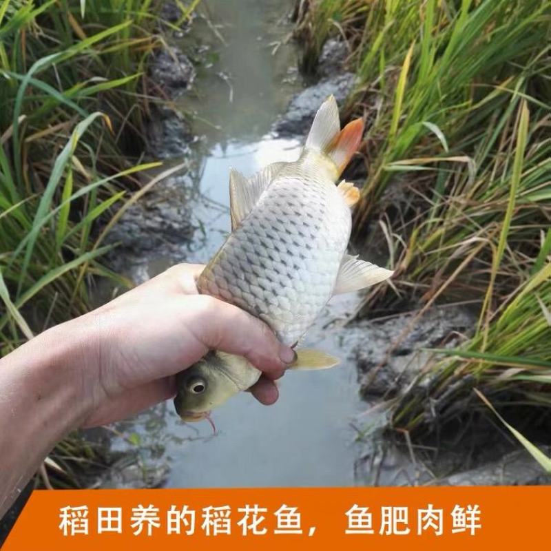 稻花鲤鱼，以稻田中浮游生物和稻花为食，有“鱼中人参”之称