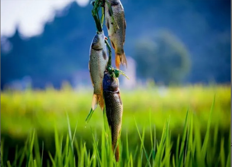 稻花鲤鱼，以稻田中浮游生物和稻花为食，有“鱼中人参”之称