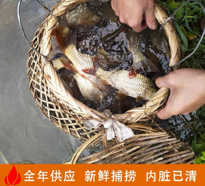 稻花鲤鱼，以稻田中浮游生物和稻花为食，有“鱼中人参”之称
