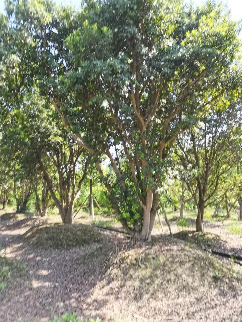 低分支丛生大规格杨梅树地径30-50基地直供园子货