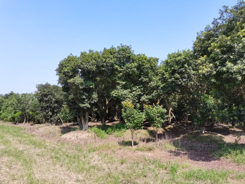 低分支丛生大规格杨梅树地径30-50基地直供园子货