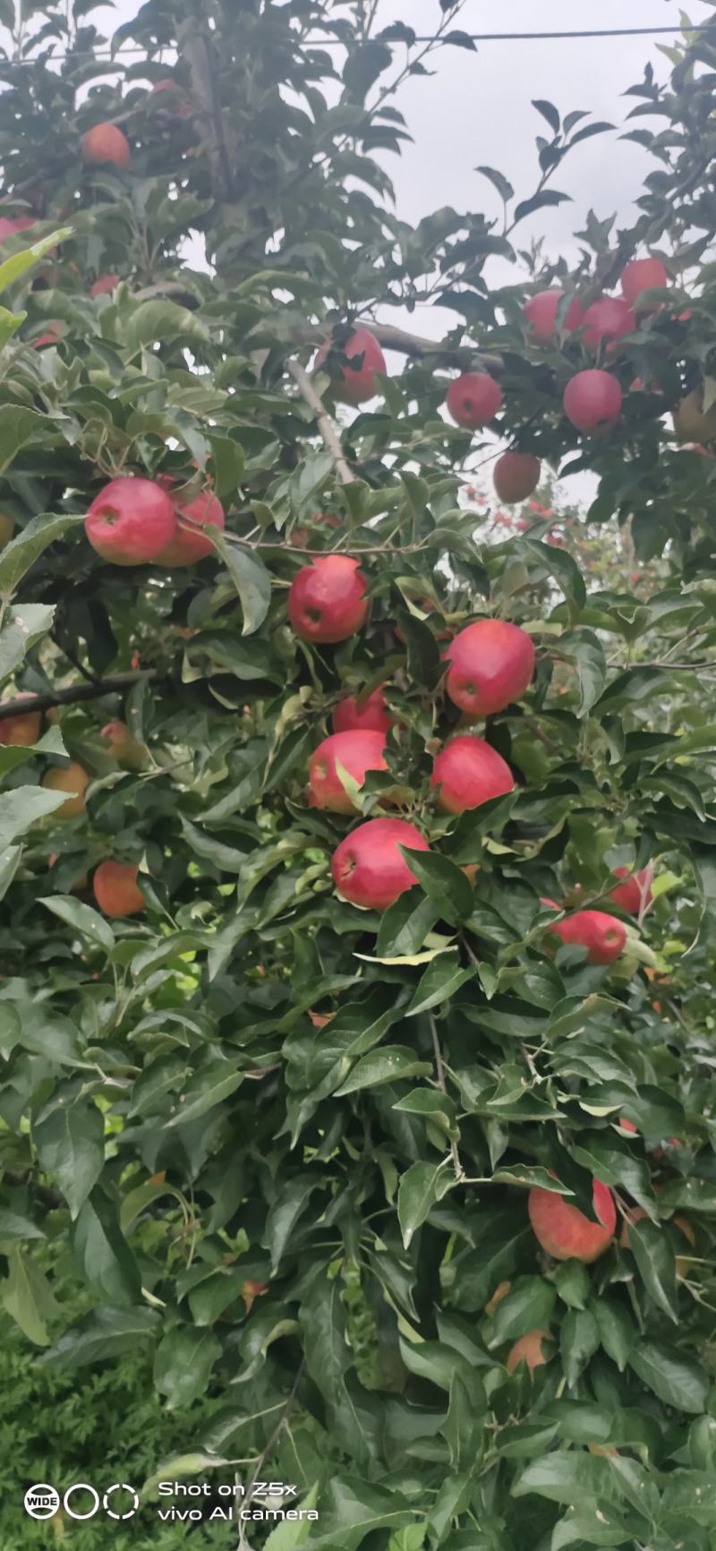 昭通早熟红露苹果，以汁多味甜，蜜味实足，是苹果中的爱马士