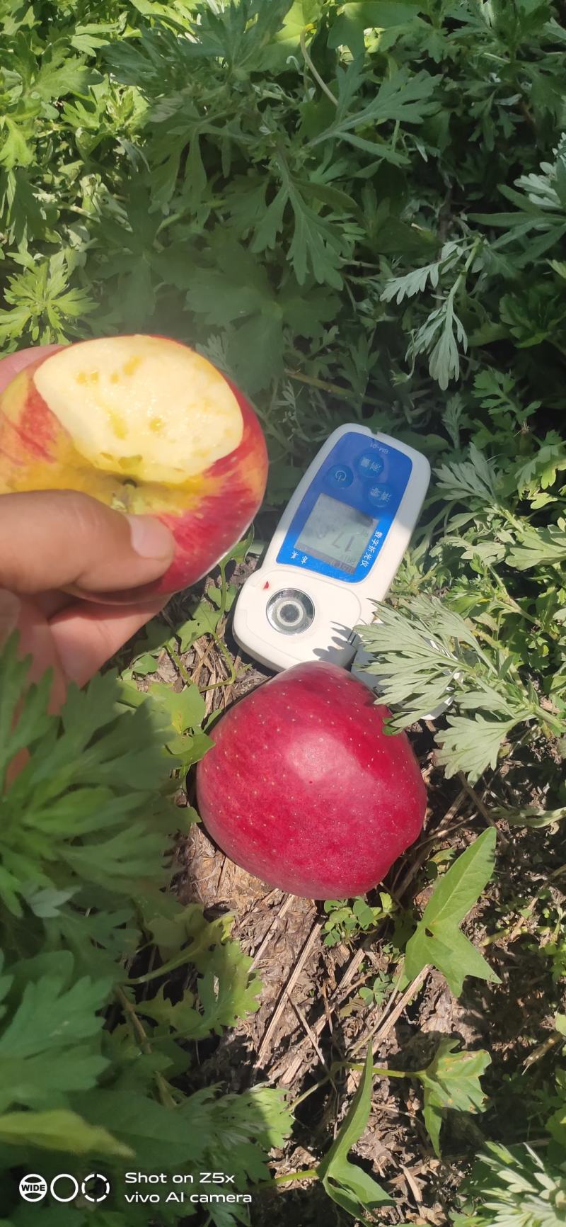 昭通早熟红露苹果，以汁多味甜，蜜味实足，是苹果中的爱马士
