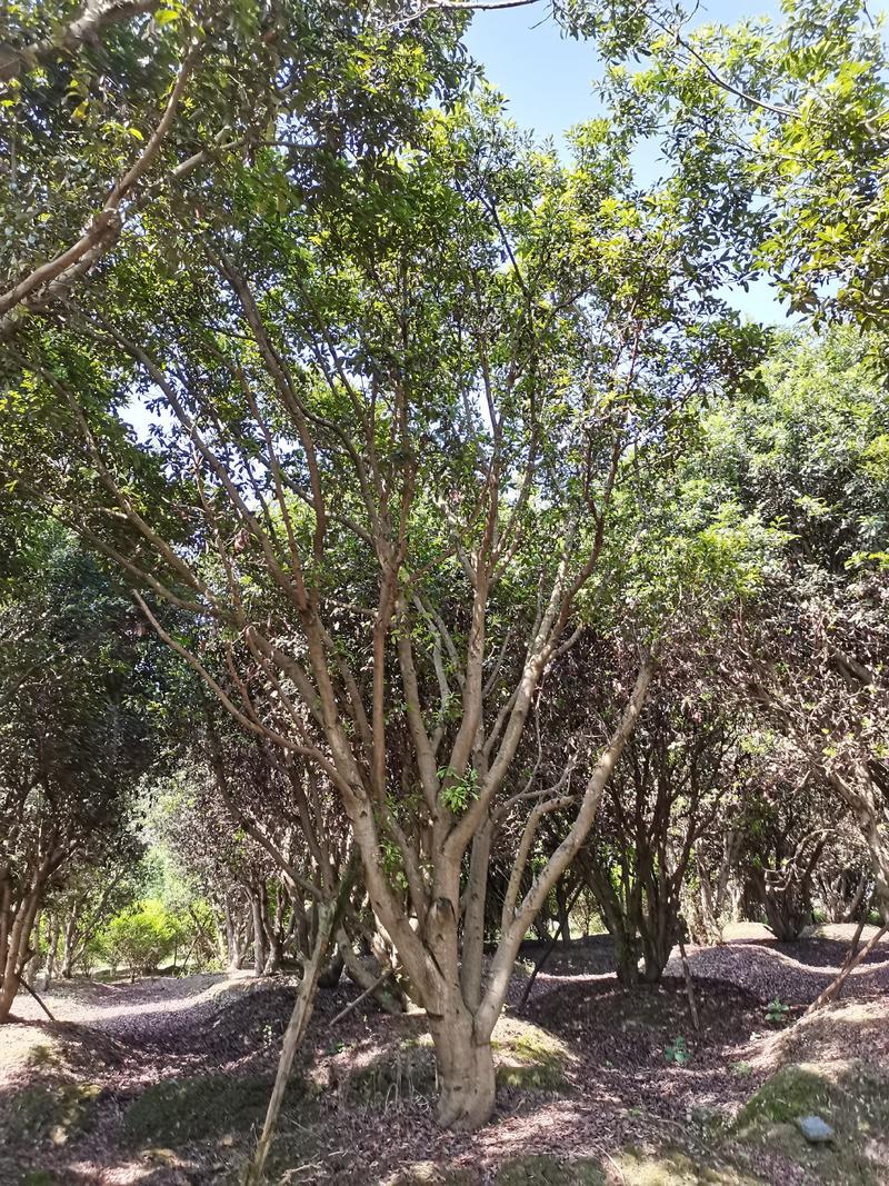 低分支丛生大规格杨梅树地径30-50基地直供园子货