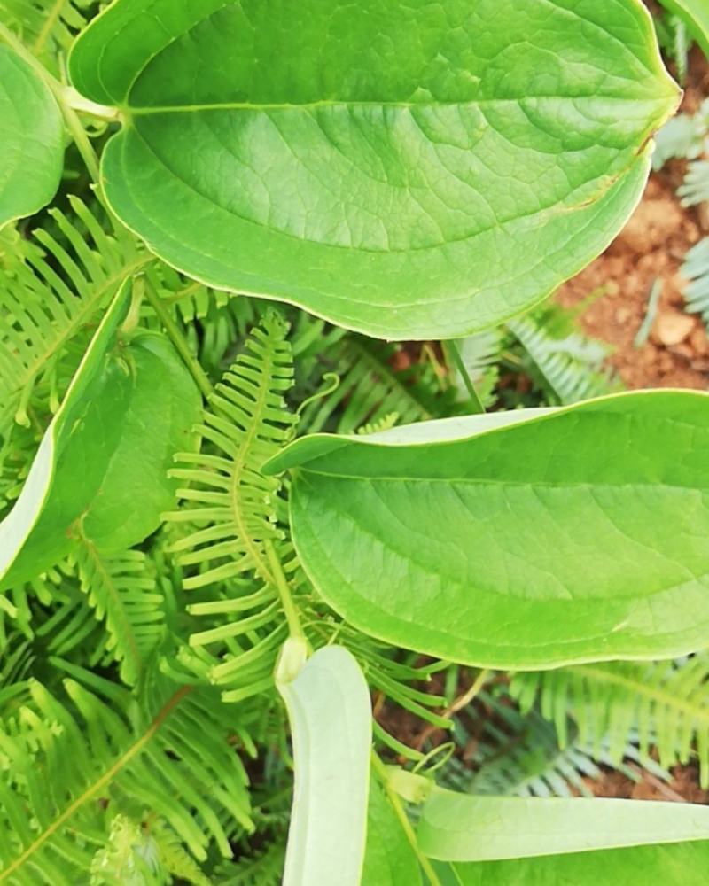 野生金刚藤，大量有货需要的联系我