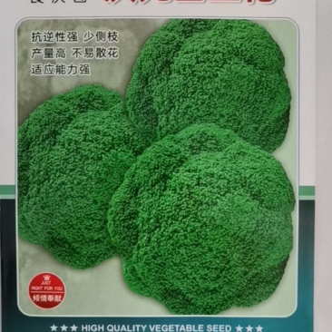 庆元西兰花抗逆性强，少侧枝，产量高，不易散花，适应能力强