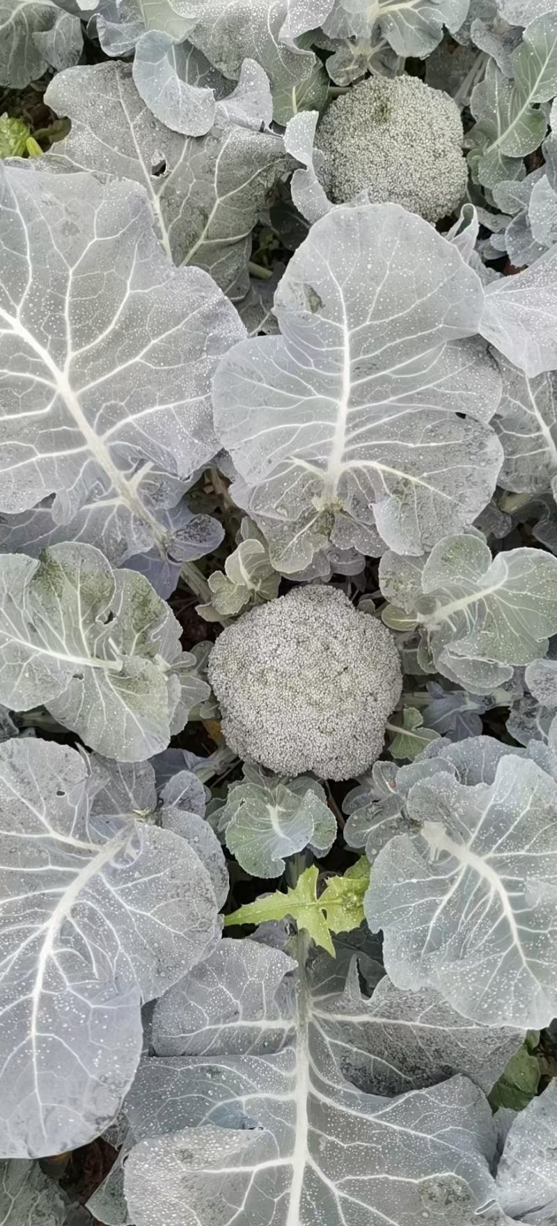 庆元西兰花抗逆性强，少侧枝，产量高，不易散花，适应能力强