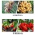 【地衣芽孢杆菌】包邮到家，根腐急救，根部土壤病害的克星
