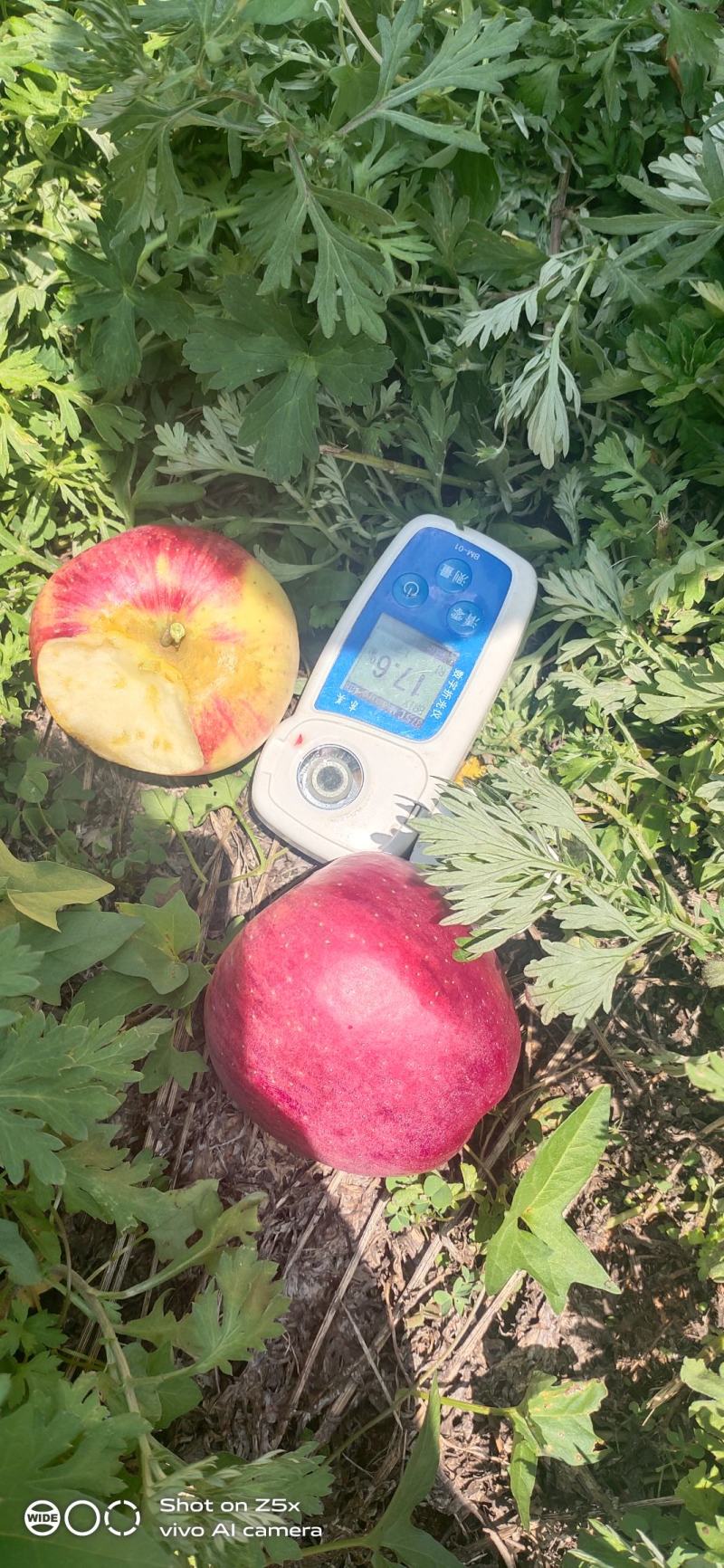 昭通早熟红露苹果，以汁多味甜，蜜味实足，是苹果中的爱马士