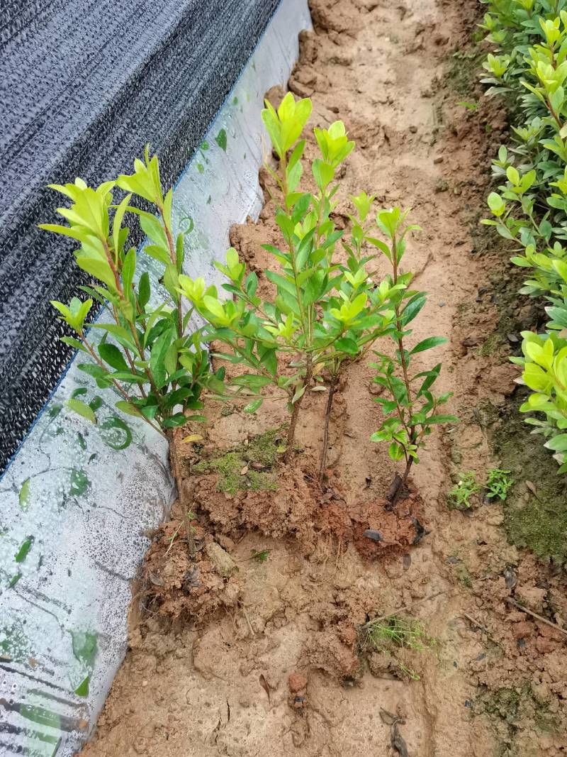 产地供应湖南夏鹃圆叶紫鹃夏鹃工程苗夏鹃杯苗夏鹃毛球批发