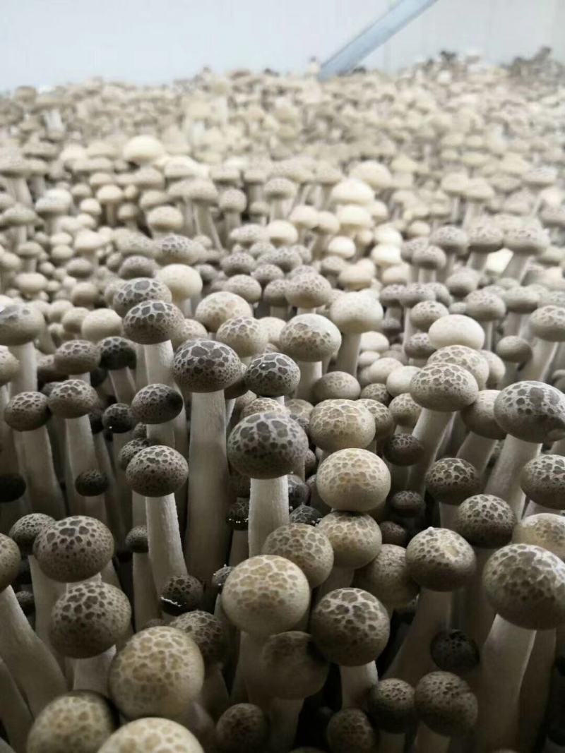 蟹味菇
