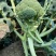 绿满田西兰花，，中晚熟品种，植株少侧枝，花球结实花粒细小
