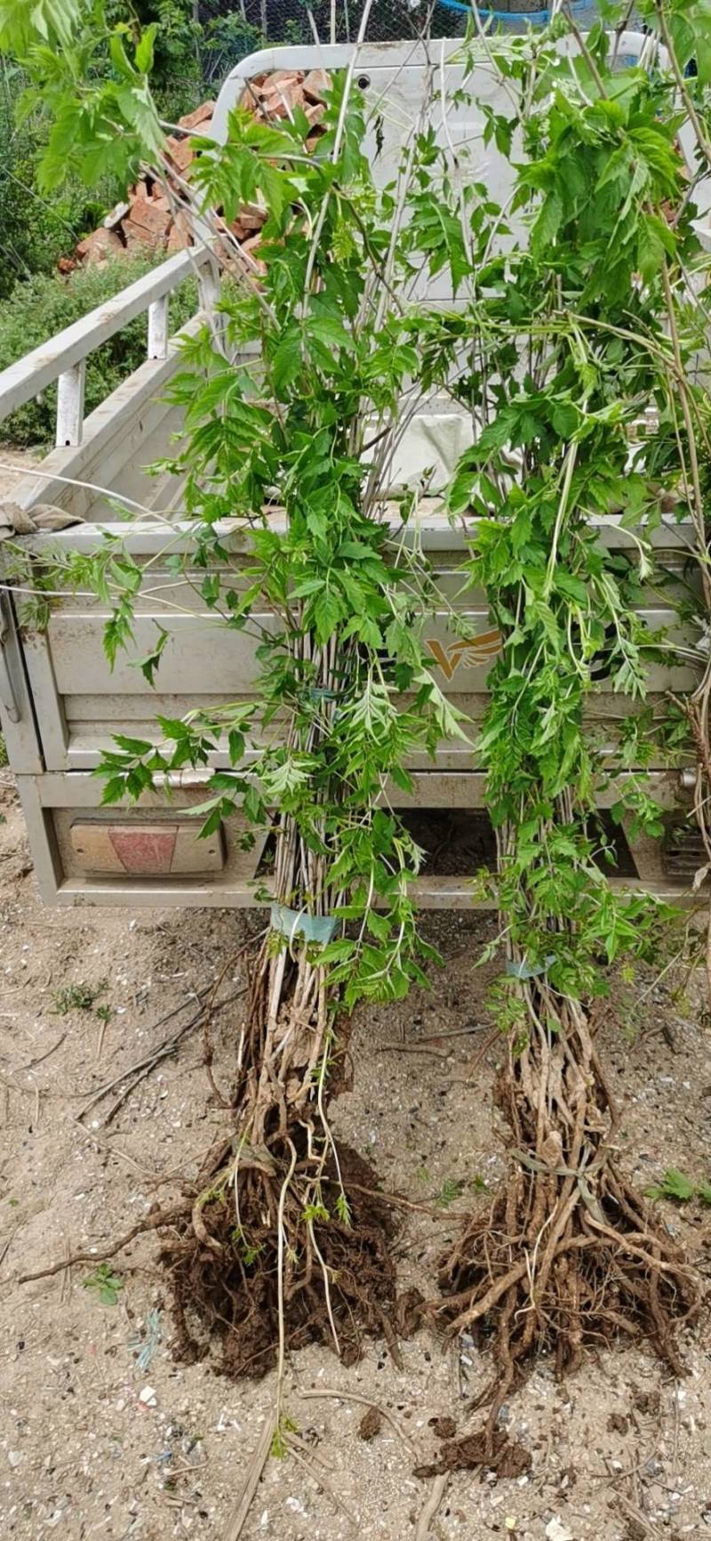 供应凌宵紫藤油麻藤常青藤爬山虎