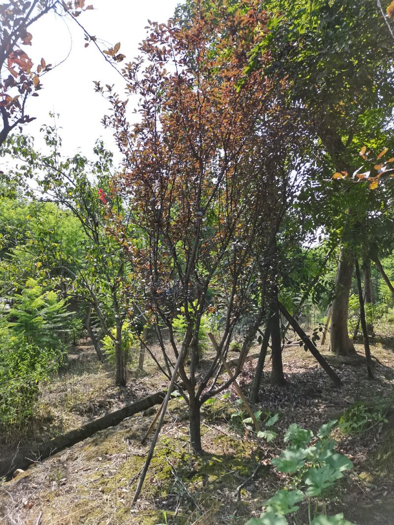 低分支红叶李基地直供8-15货源充足，价优