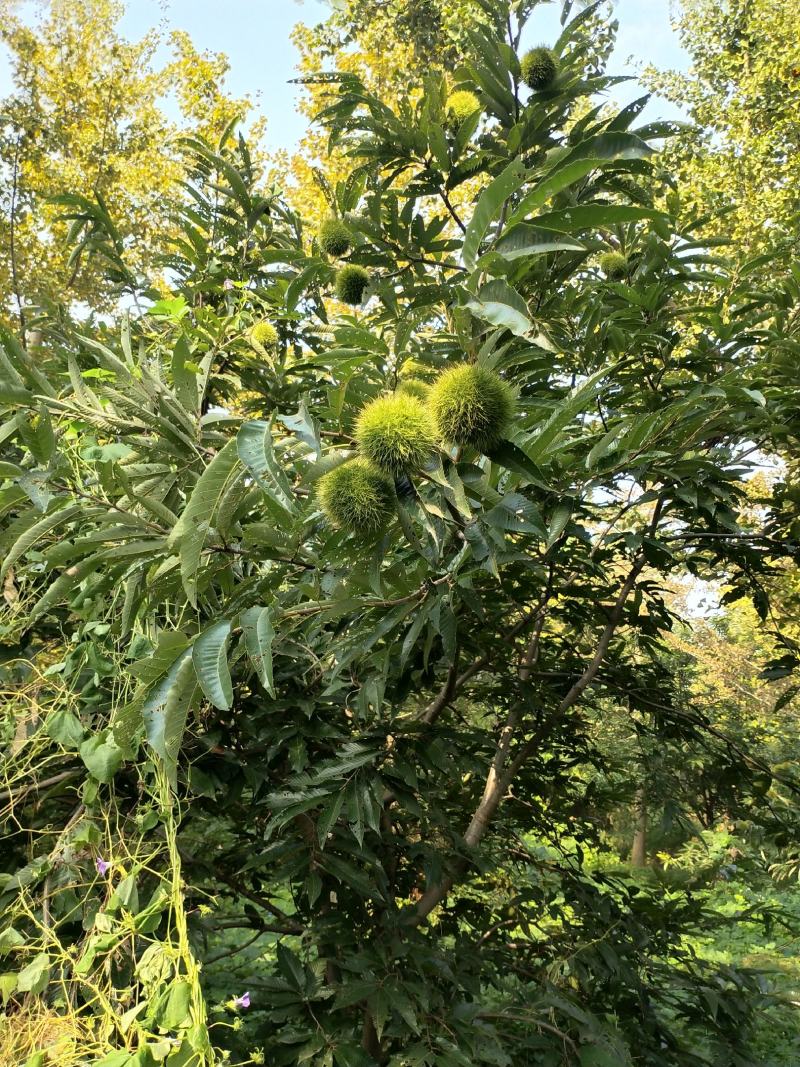 【热销】油栗板栗江苏油栗大量上市基地直供量大从优