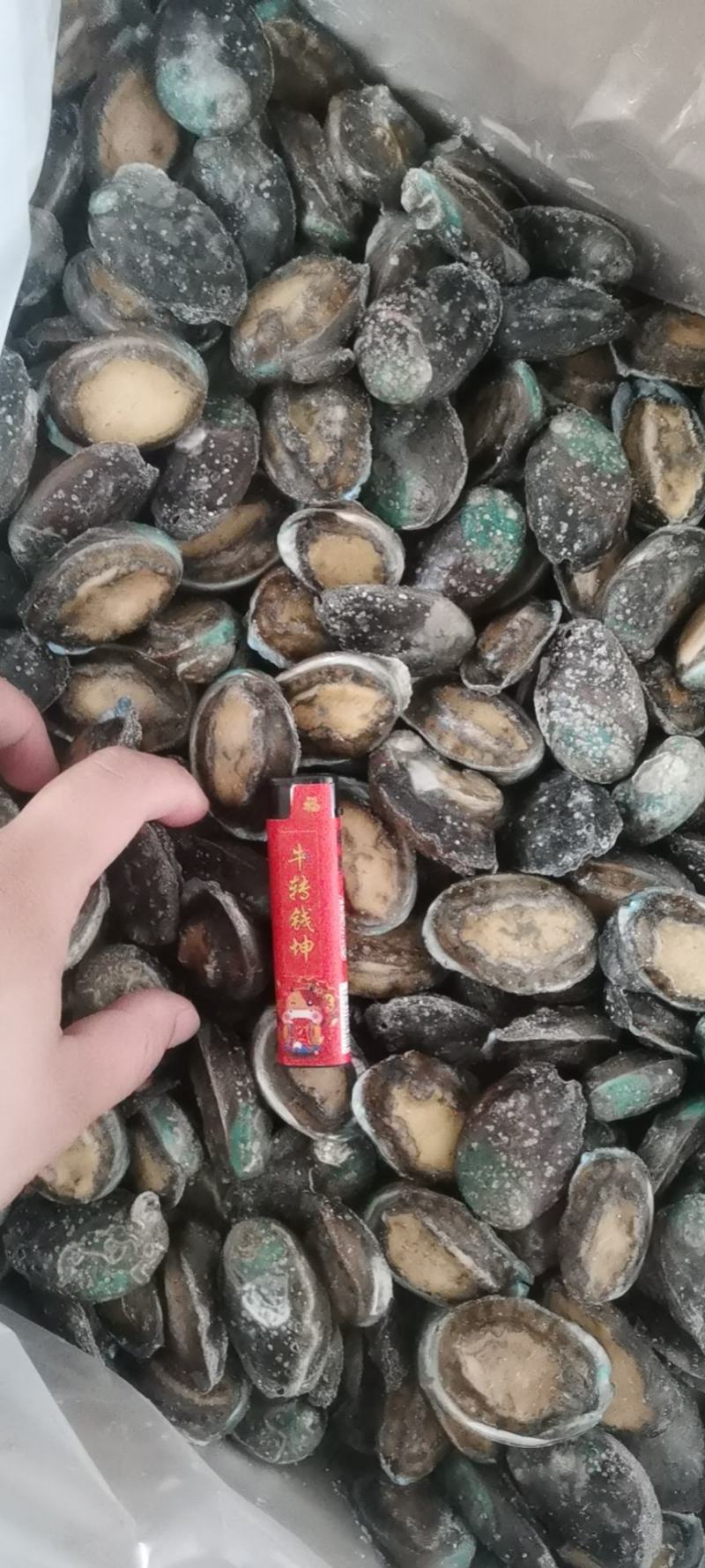 东山鲍鱼东山冻鲍鱼速冻鲍鱼活冻鲍鱼适合社区和食品厂采购