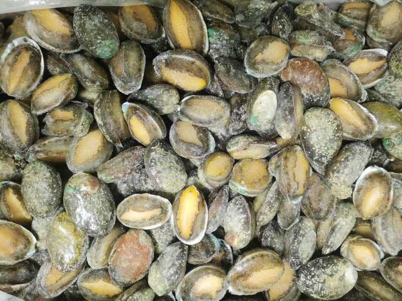 东山鲍鱼东山冻鲍鱼速冻鲍鱼活冻鲍鱼适合社区和食品厂采购