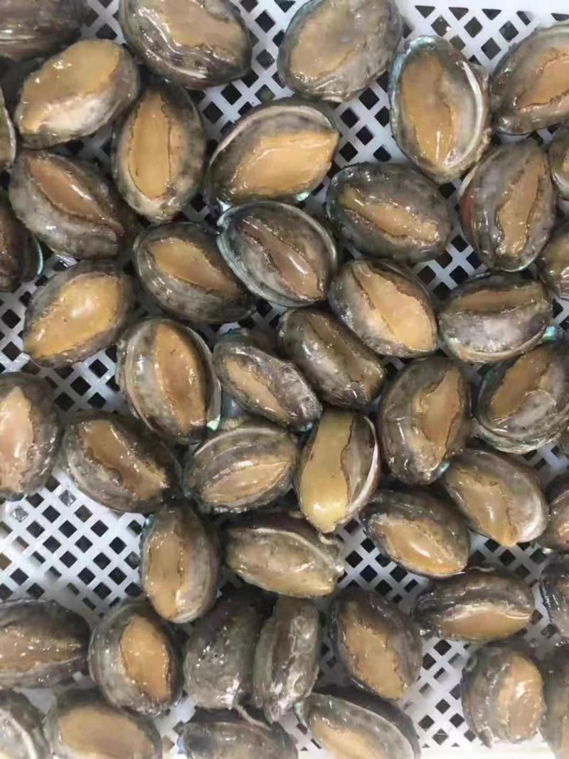 东山鲍鱼东山冻鲍鱼速冻鲍鱼活冻鲍鱼适合社区和食品厂采购
