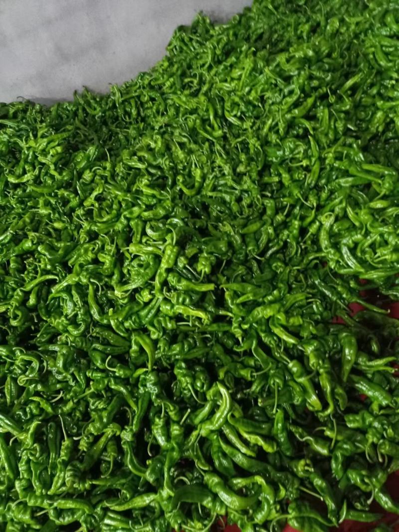 湖北高山辣椒大量上市品种多价格美