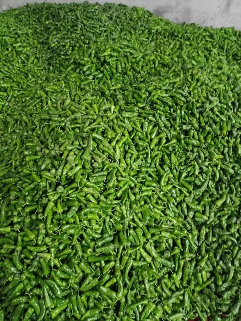 湖北高山辣椒大量上市品种多价格美