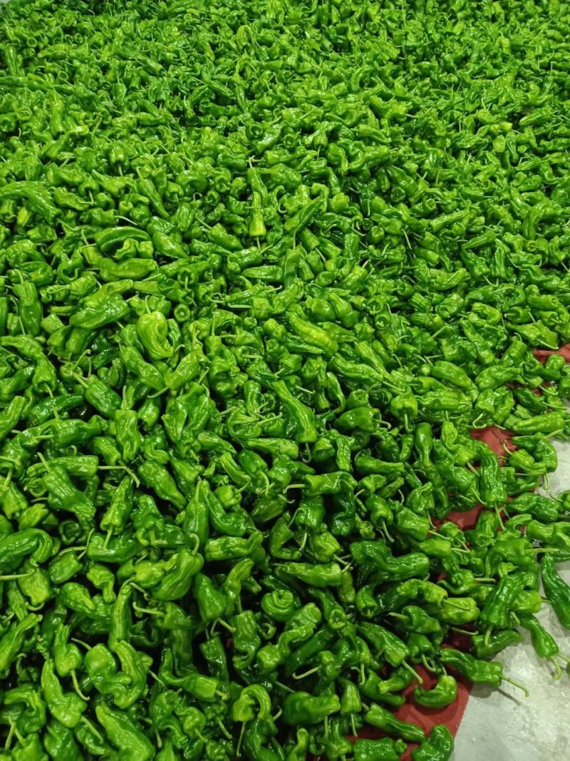 湖北高山辣椒大量上市品种多价格美