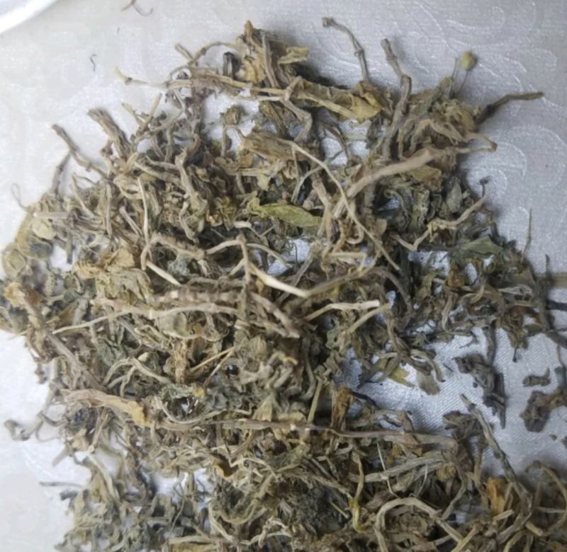 垂盆草统装500g产地山东振兴药材购销站量大从优
