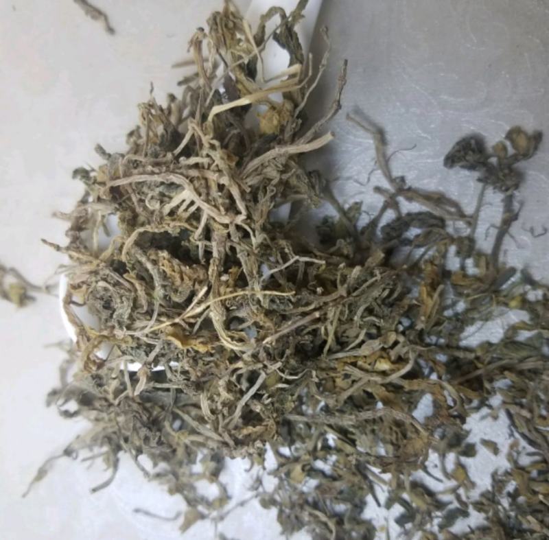 垂盆草统装500g产地山东振兴药材购销站量大从优